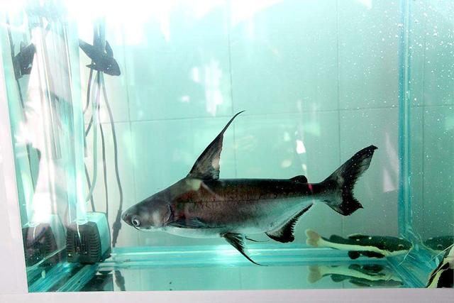 兇猛淡水鲨魚（這種淡水鲨魚來自泰國）5