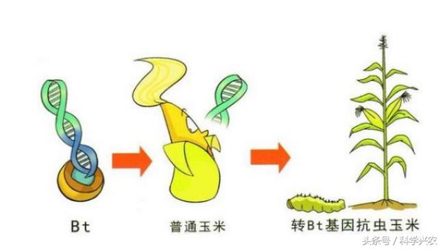 熒光蛋白是轉基因嗎（轉基因試紙條檢測玉米Cry1Ab）2