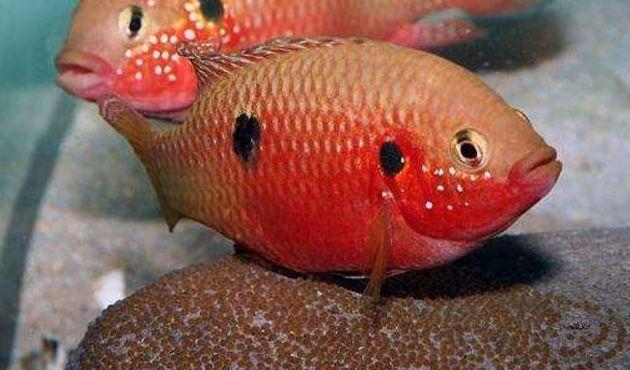 熱帶魚下了小魚怎麼養（一般的熱帶魚養殖多長時間能生小魚）1