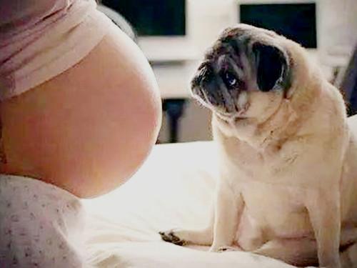 懷孕養狗對胎兒有影響嗎（懷孕不能養狗孕婦）1