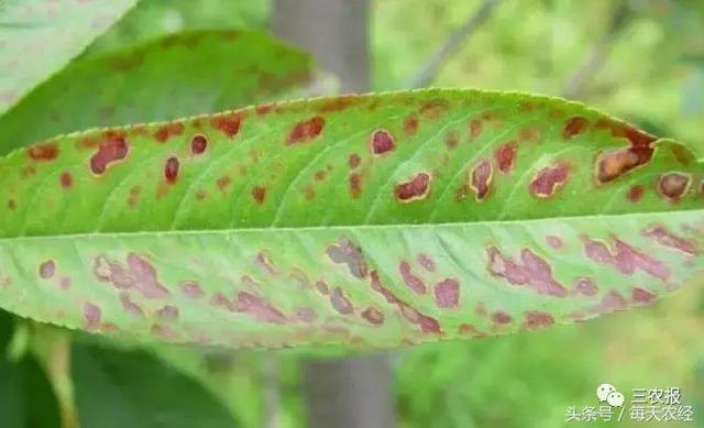 桃樹病蟲害防治一覽表（近期桃樹常發的三種病害你能分清嗎）7
