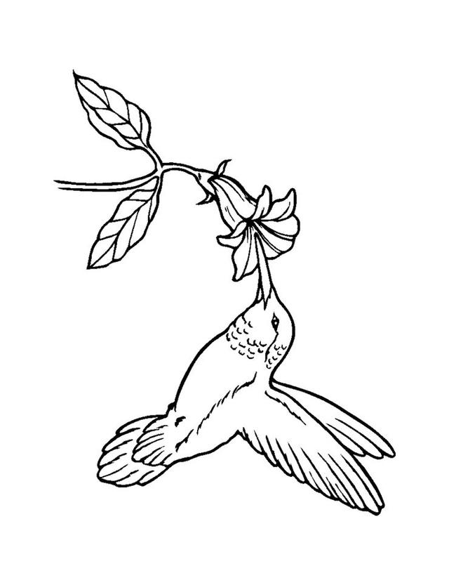 白鹭風筝的畫法簡筆畫（鳥兒的簡筆畫線稿）1