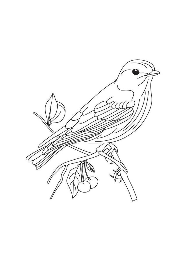 白鹭風筝的畫法簡筆畫（鳥兒的簡筆畫線稿）9