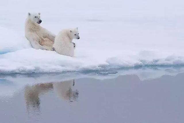 北極熊零下多少度會被凍死（北極熊因氣候變暖被困浮冰）2