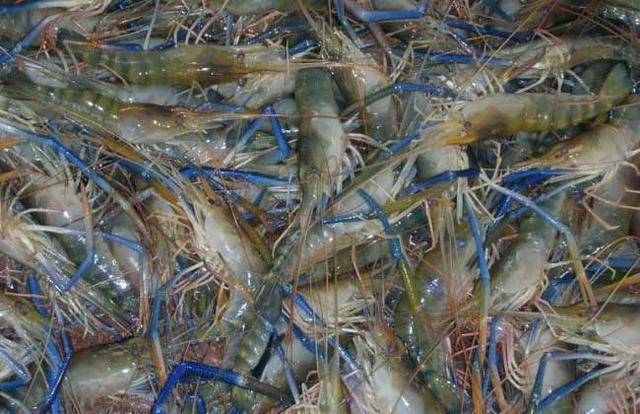 吃蝦會導緻全身過敏癢嗎（為什麼吃的蝦子會發癢或紅腫的過敏現象）2