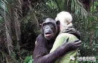 人類和大猩猩有關系嗎（科學家如何發現人和大猩猩間有生殖隔離的）3