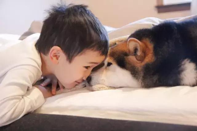 日本最出名的一隻柴犬陪老奶奶（日本這個6歲的小正太）2