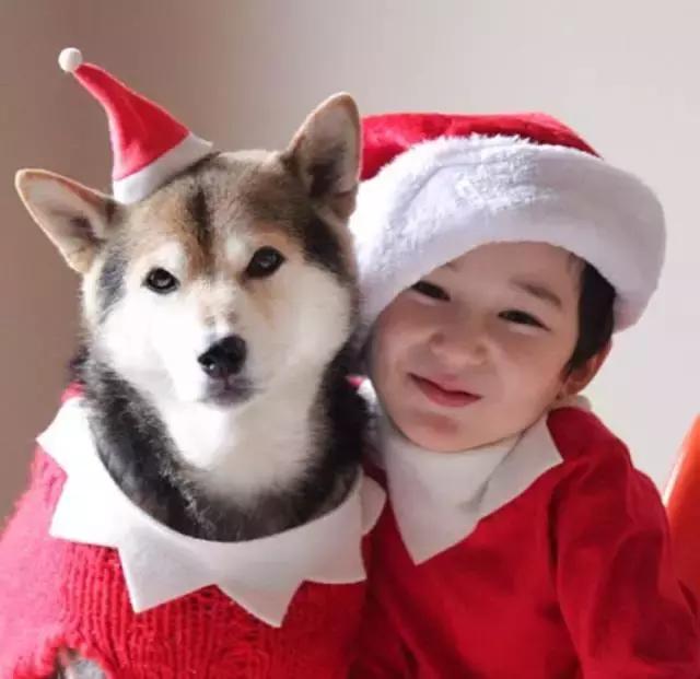 日本最出名的一隻柴犬陪老奶奶（日本這個6歲的小正太）20