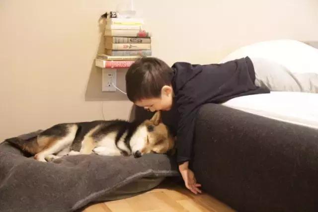 日本最出名的一隻柴犬陪老奶奶（日本這個6歲的小正太）47