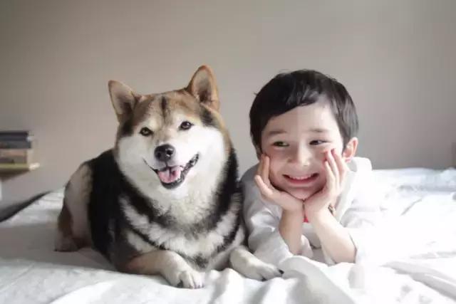 日本最出名的一隻柴犬陪老奶奶（日本這個6歲的小正太）59