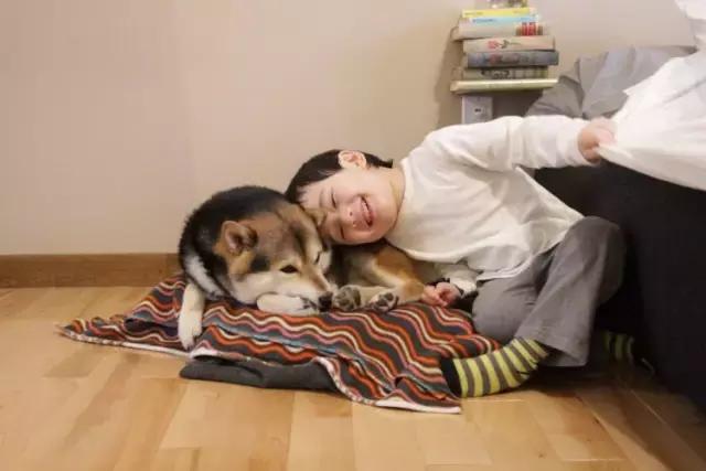 日本最出名的一隻柴犬陪老奶奶（日本這個6歲的小正太）72