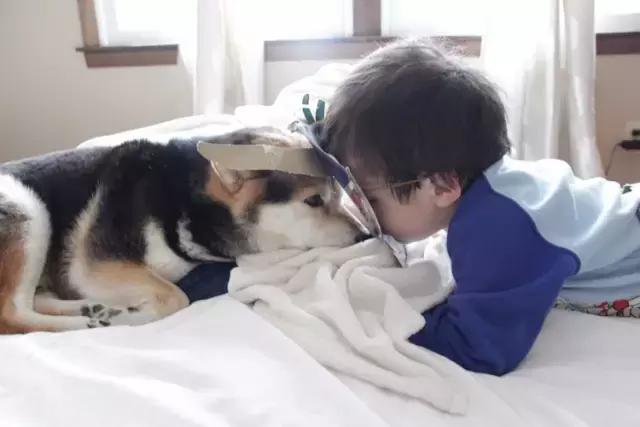 日本最出名的一隻柴犬陪老奶奶（日本這個6歲的小正太）78