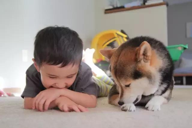 日本最出名的一隻柴犬陪老奶奶（日本這個6歲的小正太）91