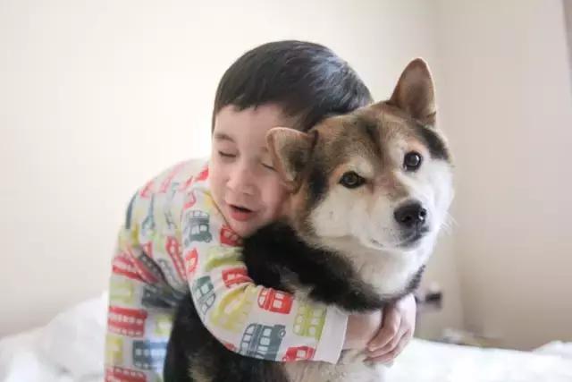 日本最出名的一隻柴犬陪老奶奶（日本這個6歲的小正太）93