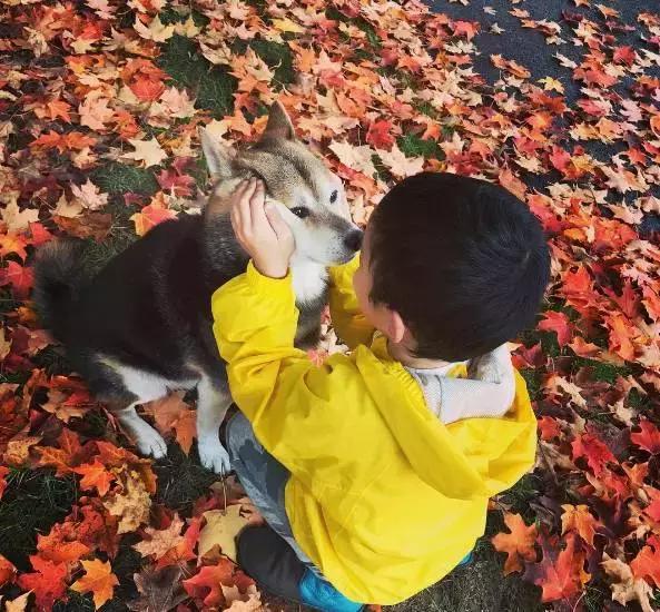 日本最出名的一隻柴犬陪老奶奶（日本這個6歲的小正太）99