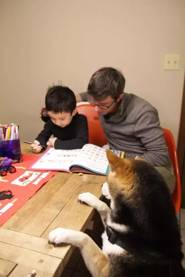 日本最出名的一隻柴犬陪老奶奶（日本這個6歲的小正太）95