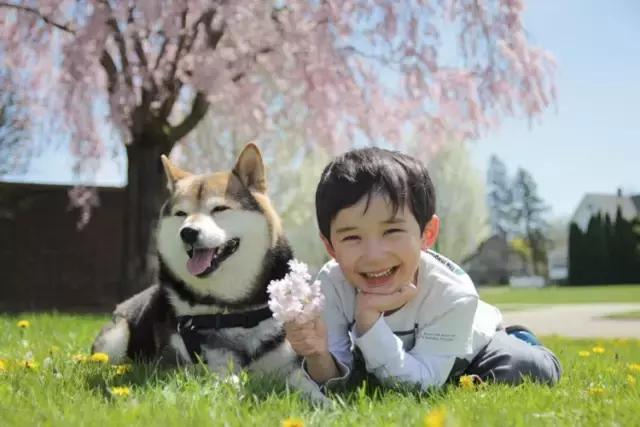 日本最出名的一隻柴犬陪老奶奶（日本這個6歲的小正太）102