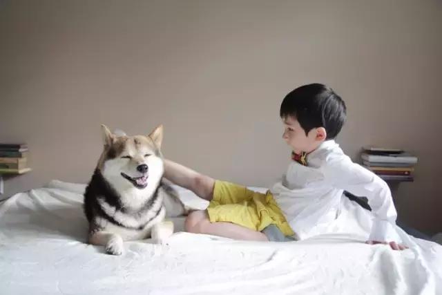 日本最出名的一隻柴犬陪老奶奶（日本這個6歲的小正太）101