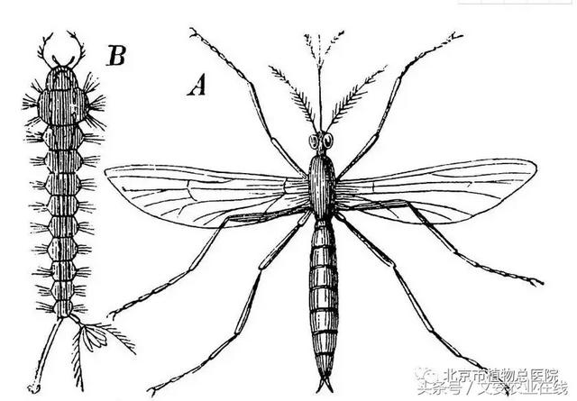 哪種昆蟲的幼蟲被稱孑孓（或許是你的世界裡最可惡的昆蟲）7