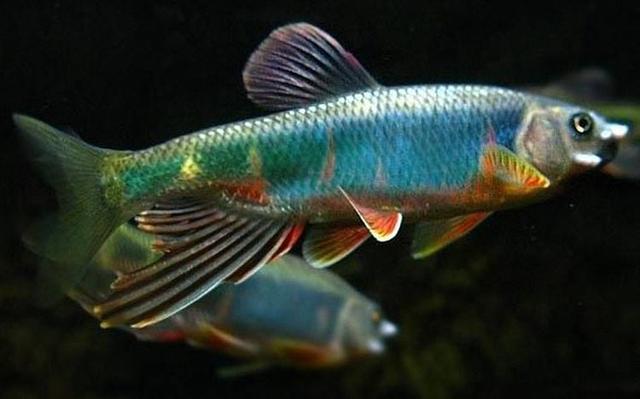 深色魚缸适合養什麼小型魚（這麼多顔色豔麗的小型魚都可以在一米的魚缸中飼養）11