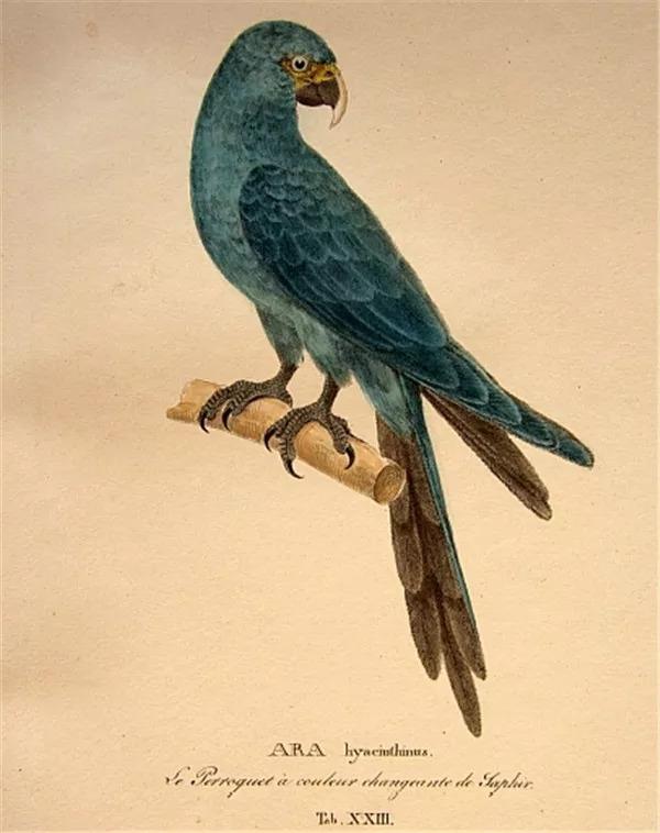 裡約大冒險鹦鹉品種（還記得裡約大冒險裡的藍色鹦鹉Blu嗎）4