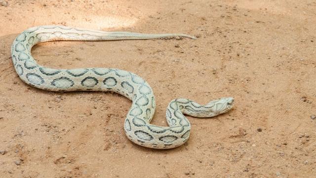 最危險的10種毒蛇（10種最緻命的毒蛇）6