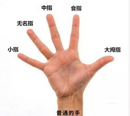 5個手指中食指代表怎樣的人（人的5個手指左右是什麼）1