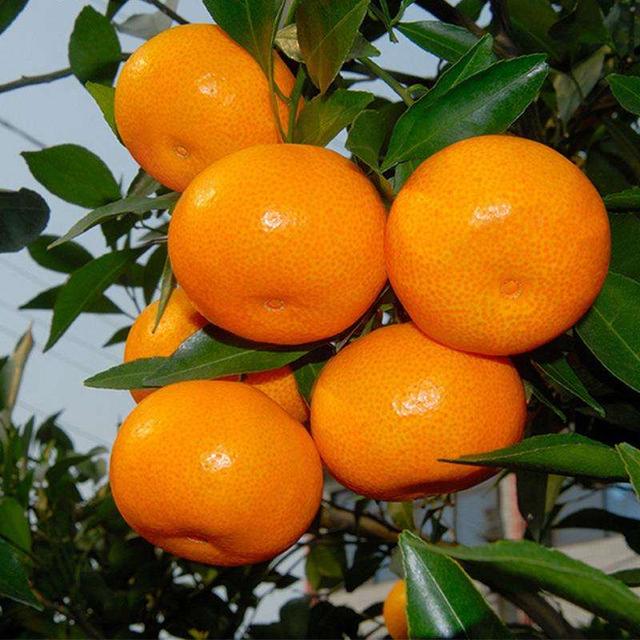 橘子能睡前吃嗎（橘子是生活中的）5