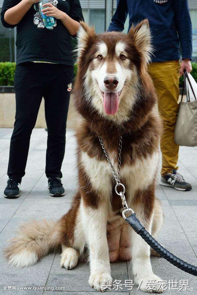 阿拉斯加雪橇犬多久能長大（阿拉斯加雪橇犬好養嗎）2