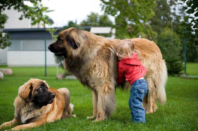 世界最大體型狗（十一種體型巨大的狗）7