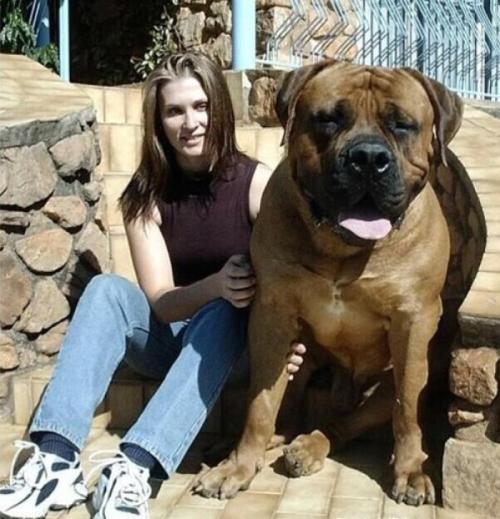 世界最大體型狗（十一種體型巨大的狗）8