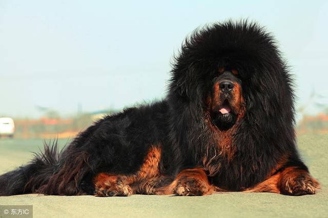 世界最大體型狗（十一種體型巨大的狗）11