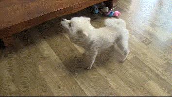 狗怎麼訓練亂吠叫（家裡的狗隻對奶奶吠叫）(3)