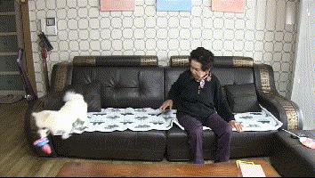 狗怎麼訓練亂吠叫（家裡的狗隻對奶奶吠叫）(8)