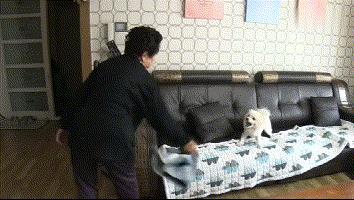 狗怎麼訓練亂吠叫（家裡的狗隻對奶奶吠叫）(5)