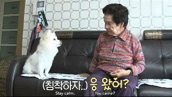 狗怎麼訓練亂吠叫（家裡的狗隻對奶奶吠叫）(25)