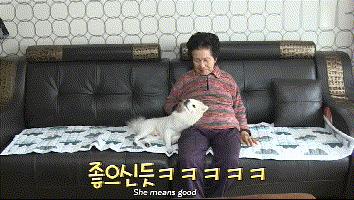 狗怎麼訓練亂吠叫（家裡的狗隻對奶奶吠叫）(27)