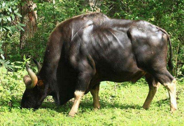 世界上體型小的牛（世界上最大的牛）8