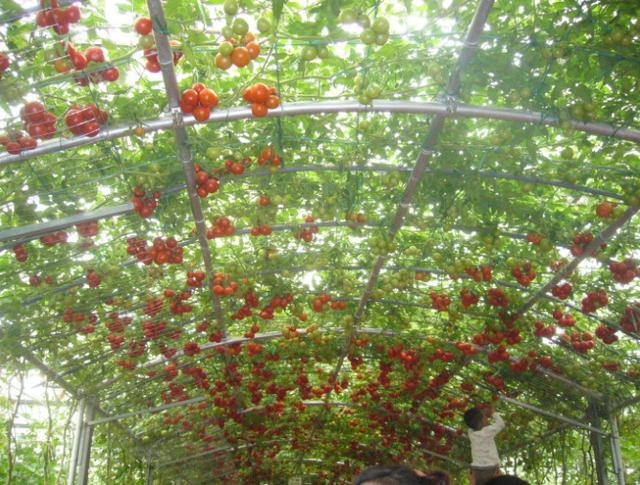 西紅柿在房間裡種植能挂果嗎（西紅柿養成樹1年能結6000斤果）3