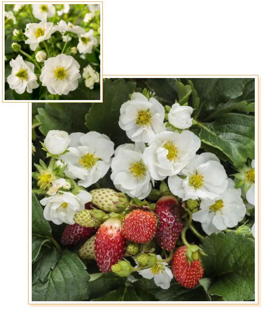 适合家庭種的草莓品種（5種真正的家庭盆栽草莓品種）13