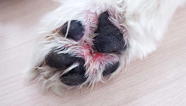 狗狗前爪受傷怎麼避免它啃爪子（狗狗的爪子并不是永遠健康）5