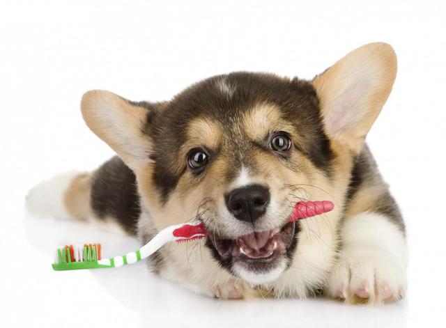 狗狗牙結石怎麼處理好（都是這3個壞習慣引起）5