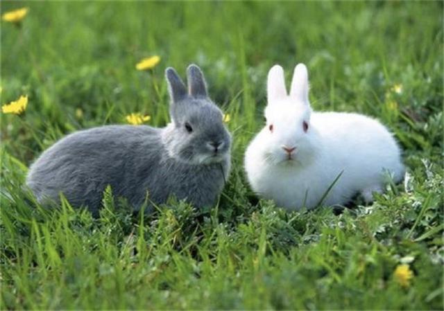兔子怕冷嗎要怎麼保暖（這些小知識你需要知道）5