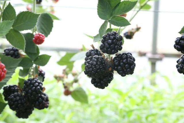 值得購買的黑莓（本地黑莓新鮮上市）3