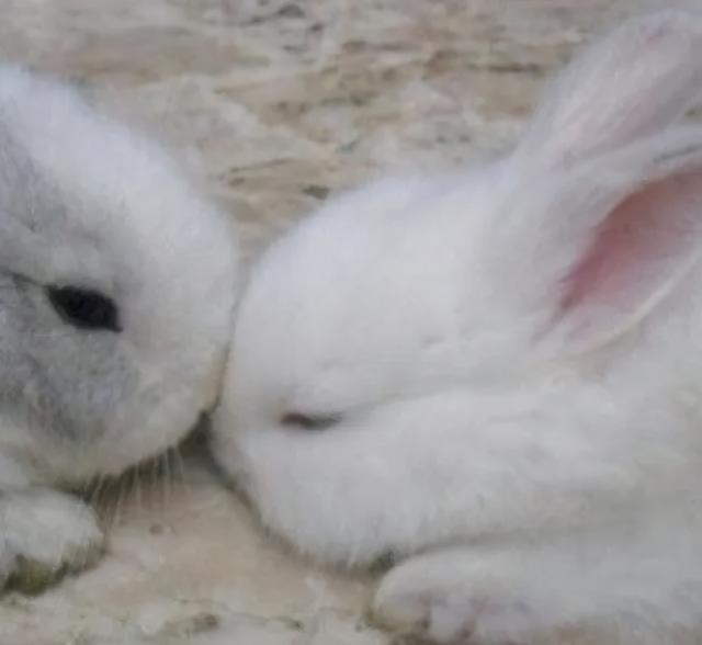 寵物小白兔名字可愛洋氣（寵物兔名字大全嬌滴滴的惹人憐愛-可愛點）2