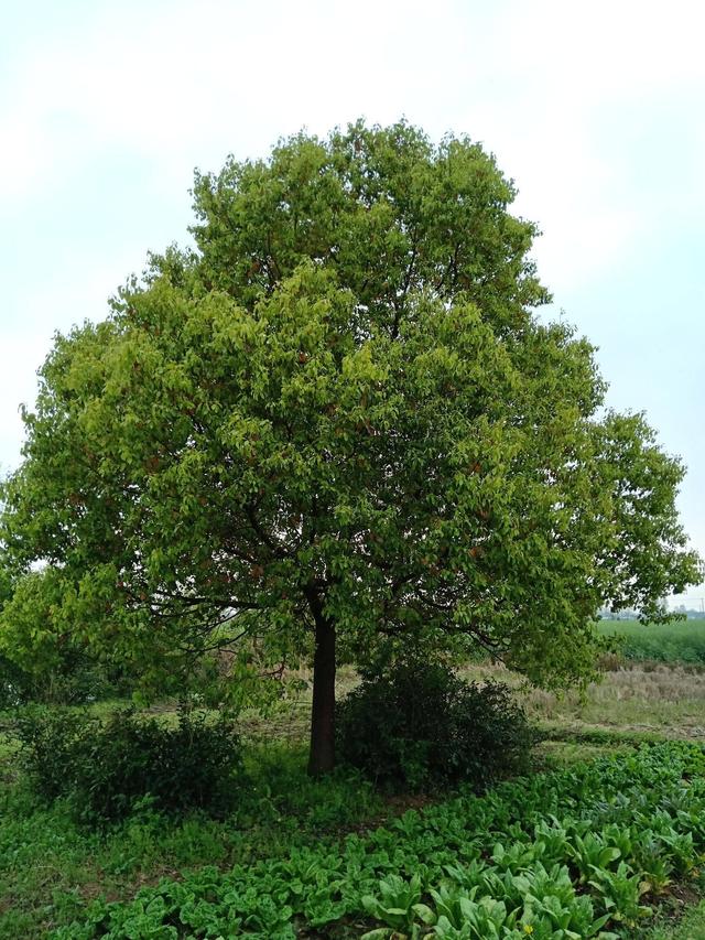 樸樹和榉樹的生長速度（榉樹和樸樹的區别）3
