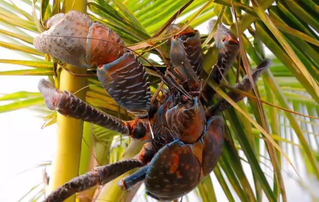 世界上最大椰子蟹（海洋之大椰子蟹最奇葩）12