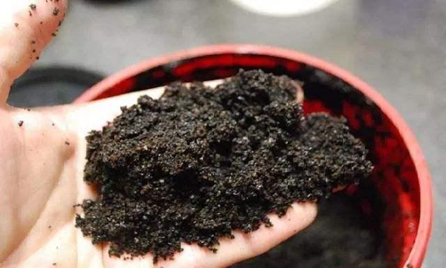 茶葉殘渣放土裡發酵養花可以嗎（喝茶剩下的茶葉渣）7