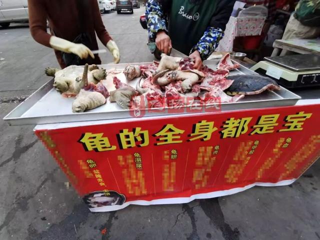 貴陽鳄龜交易市場（博白南城市場出現鳄龜肉）4