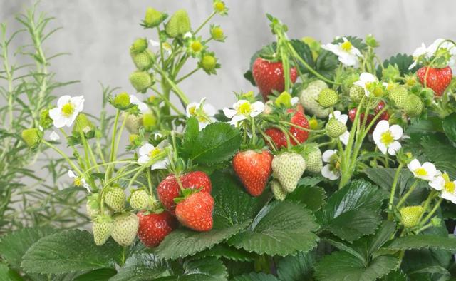 适合家庭種的草莓品種（5種真正的家庭盆栽草莓品種）25